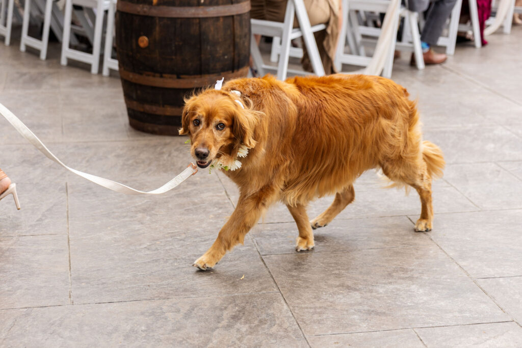 Ways to include dog in your wedding, lancaster pa wedding, the barn at silverstone