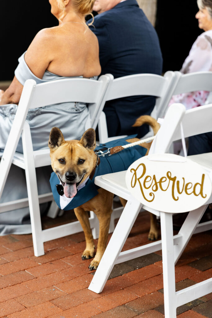 Ways to include dog in your wedding, lancaster pa wedding, ironspire complex