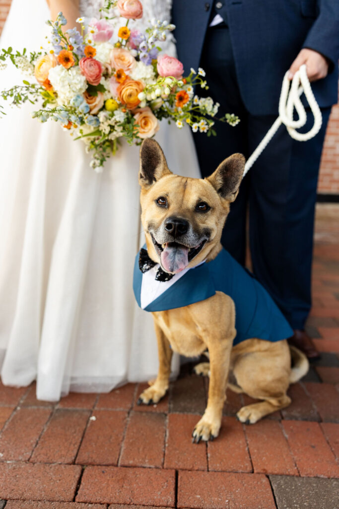 Ways to include dog in your wedding, lancaster pa wedding, ironspire